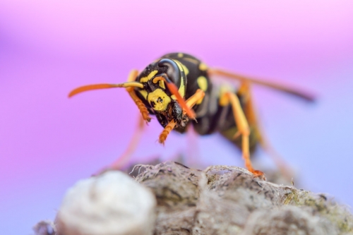 Macro photography wasp and nest, yellow insect, close up