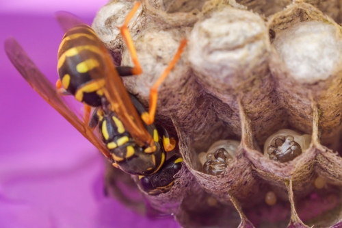 Macro photography wasp and her nest, yellow insect in nest, insect, close up