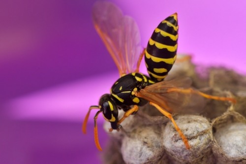 Macro photography of mother wasp, Mother wasp and her nest, yellow insect, close up