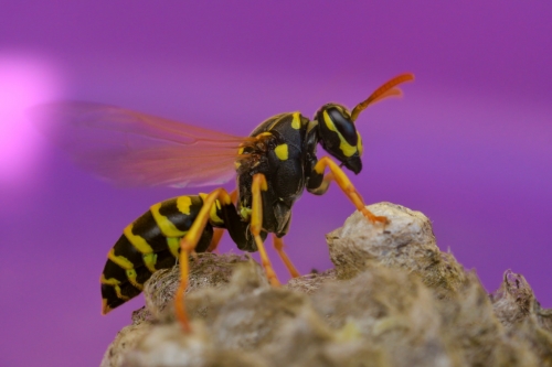 Mother wasp and her nest, queen wasp, purple background, yellow insect