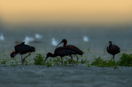 Glossy ibis, Plegadis falcinellus, black bird with long beak, water, sunrise
