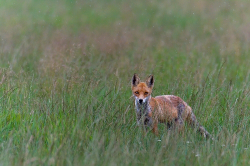 Red fox, Vulpes vulpes, Lis rudy, Lis pospolity, wildlife nature photogrsphy Artur Rydzewski