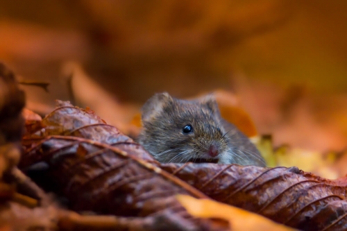 Bank vole, Myodes glareolus, Nornica ruda, Bank vole in the forest, brown leaves, wildlife nature photography Artur Rydzewski