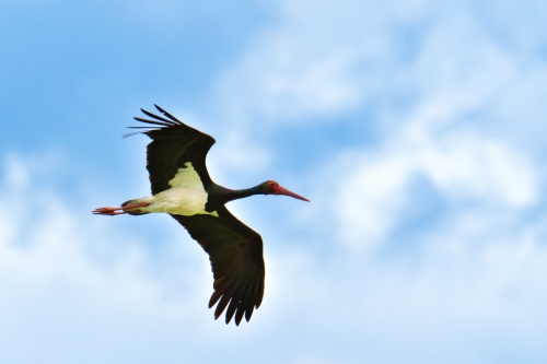 Black stork, ciconia nigra, Bocian czarny, bird, black bird, wild life, nature photography Artur Rydzewski