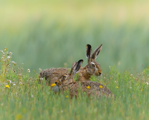European hare, Lepus europaeus, Zając szarak, animals, rabbit, grass, flowers, ears, grey, green