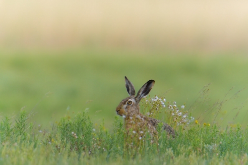 European hare, Lepus europaeus, Zając szarak, animals, rabbit, grass, flowers, ears, grey, green, small mammal, nature photography, wildlife