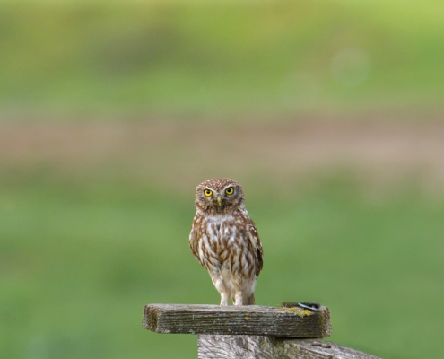 Little owl, Athenenoctua, pójdźka zwyczajna, bird, bird of prey, green background, nature photography Artur Rydzewski, wild life