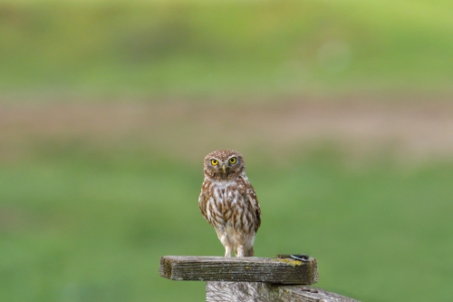 Little owl, Athenenoctua, pójdźka zwyczajna, bird, bird of prey, green background, nature photography Artur Rydzewski, wild life