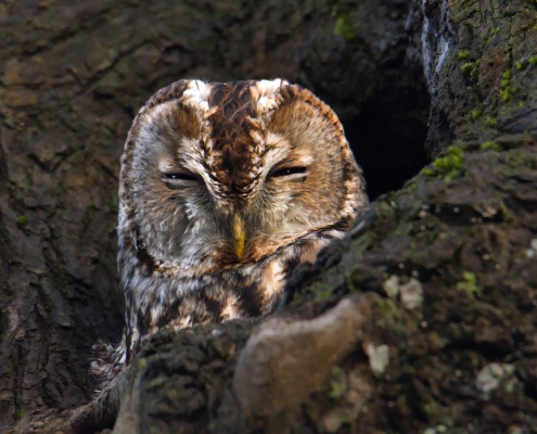 Tawny owl, Brown owl, Strix aluco, Puszczyk zwyczajny, sowa, bird, brown bird, wildlife nature photography Artur Rydzewski