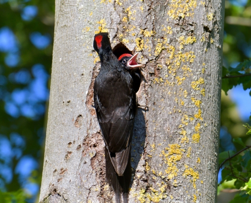 Black woodpecker, Dryocopus martius, Dzięcioł czarny, black bird, bird, nature photography, wild life