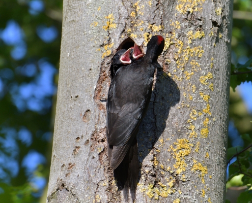 Black woodpecker, Dryocopus martius, Dzięcioł czarny, black bird, bird, nature photography, wild life, Artur Rydzewski
