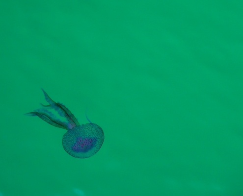 Pelagia noctiluca, Meduza Świecąca, in water, underwater, sea