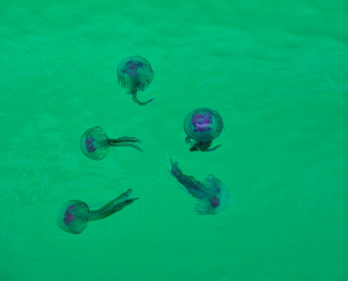 Pelagia noctiluca, Meduza Świecąca, underwater