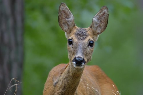 European roe deer, Capreolus, Sarna, animal, animal head, close up, eyes