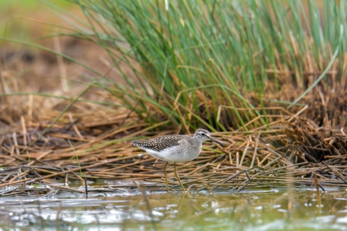 Wood sandpiper, Tringa glareola, Łęczak bird in the water grass
