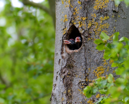 Black woodpecker, Dryocopus martius, Dzięcioł czarny, bird, black bird, black and red, wild wildlife, nature photography artur rydzewski, nest, baby