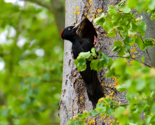 Black woodpecker, Dryocopus martius, Dzięcioł czarny, bird, black bird, black and red, wild wildlife, nature photography artur rydzewski, nest, tree