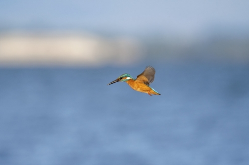 Common kingfisher, Alcedo atthis, Zimorodek small bird blue orange bird, nature photography wild life