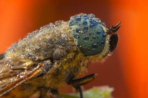 Tabanus bromius, Band-eyed brown horsefly, macro photography extreme macro close up insect eyes orange background