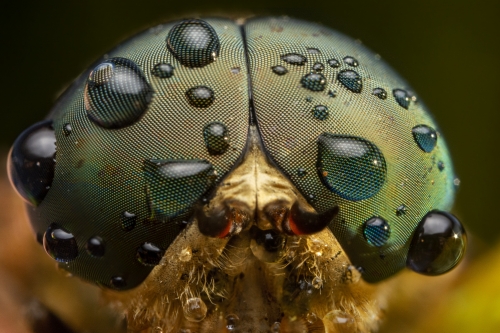 Tabanus bromius, Band-eyed brown horsefly, macro photography extreme macro close up insect eyes water drops rain, dew drops