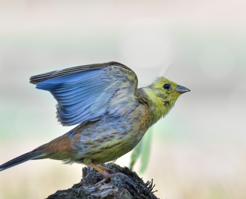 Yellowhammer, Emberiza citrinella, Trznadel yellow bird blue wings wingspan wildlife nature photography puszcza wkrzańska rezerwat świdwie Artur Rydzewski