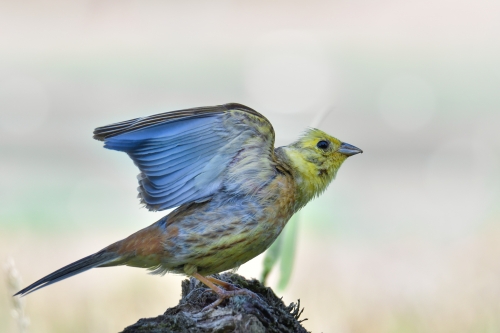 Yellowhammer, Emberiza citrinella, Trznadel yellow bird blue wings wingspan wildlife nature photography puszcza wkrzańska rezerwat świdwie Artur Rydzewski