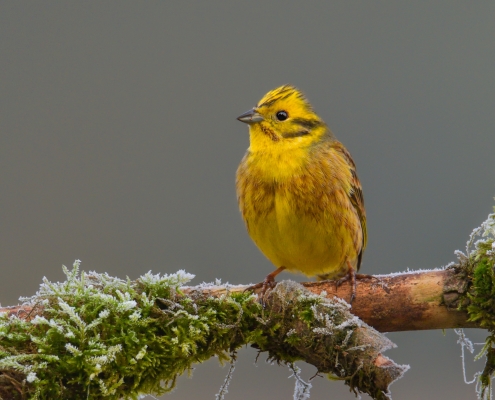 Yellowhammer, Emberiza citrinella, Trznadel, yellow small bird sitting on the stick, wildlife nature photography Artur Rydzewski