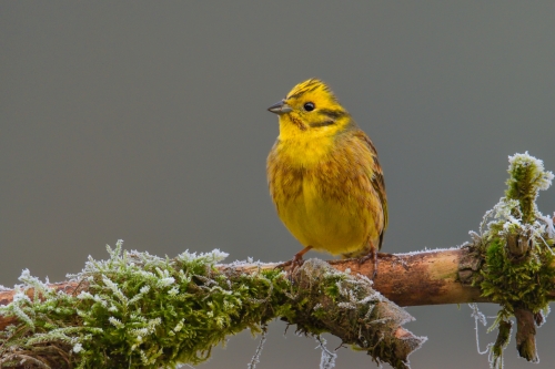 Yellowhammer, Emberiza citrinella, Trznadel, yellow small bird sitting on the stick, wildlife nature photography Artur Rydzewski
