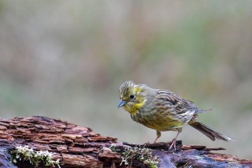 Yellowhammer, Emberiza citrinella, Trznadel close up small yellow bird standing on branch looking for food wildlife nature photography Artur Rydzewski