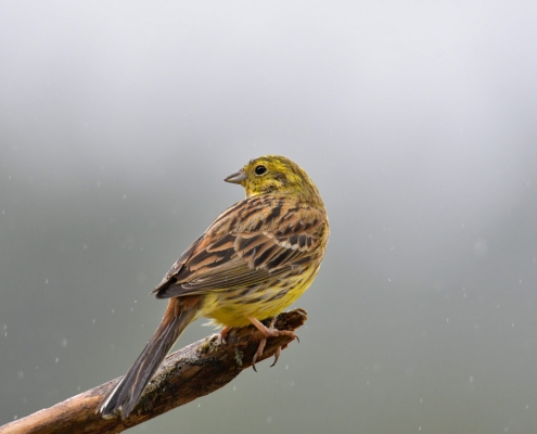 Yellowhammer, Emberiza citrinella, Trznadel small yellow bird standing on stick branch