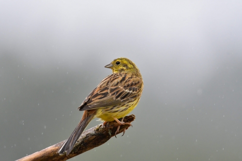 Yellowhammer, Emberiza citrinella, Trznadel small yellow bird standing on stick branch