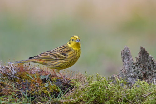 Yellowhammer, Emberiza citrinella, bird, yellow bird, small bird, Trznadel, ptak, żółty ptak, mały żółty ptak