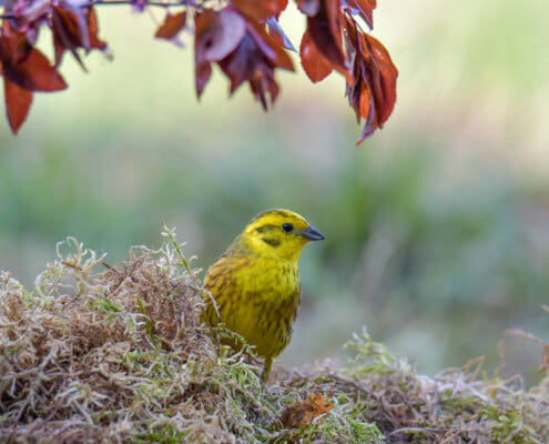 Yellowhammer, Emberiza citrinella, Trznadel, yellow bird nature photography rezerwat świdwie, puszcza wkrzańska