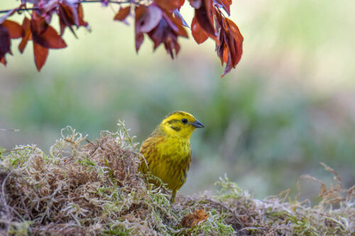 Yellowhammer, Emberiza citrinella, Trznadel, yellow bird nature photography rezerwat świdwie, puszcza wkrzańska