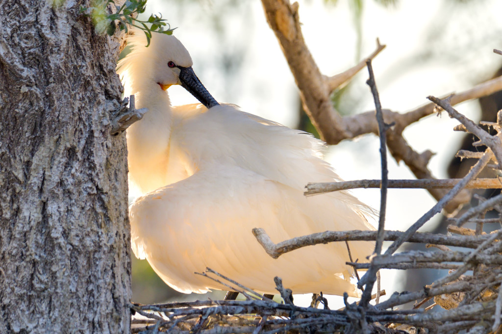 Eurasian spoonbill, Platalea leucorodia, Warzęcha - Artur Rydzewski