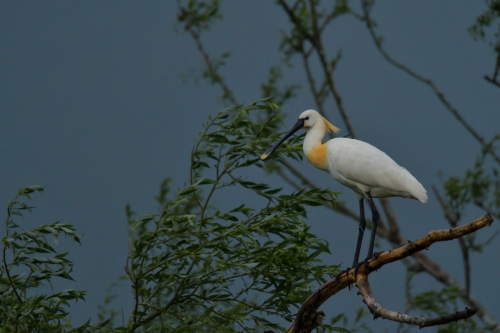 Eurasian spoonbill, Platalea leucorodia, Warzęcha, white big bird on tree branch wildlife nature photography