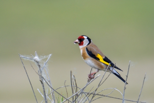 European goldfinch, Carduelis carduelis, Szczygieł, small fullcolor bird, red head
