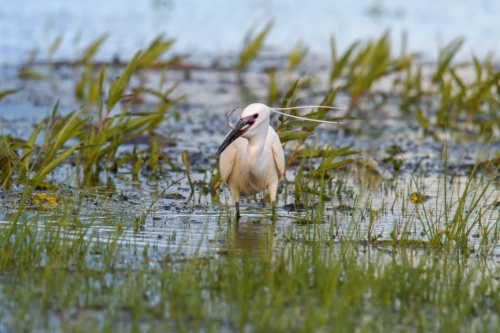 Little egret, Egretta garzetta, Czapla nadobna, heron egret white long legs bird grass in water wildlife nature photography