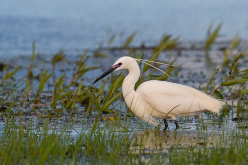 Little egret, Egretta garzetta, Czapla nadobna, heron egret white long legs bird in water and grass wildlife nature photography