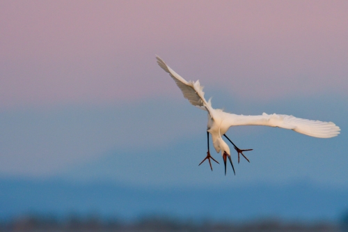 Little egret, Egretta garzetta, Czapla nadobna, heron egret white long legs bird in flight wildlife nature photography