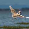Little egret, Egretta garzetta, Czapla nadobna, heron egret white long legs bird in flight over water wildlife nature photography