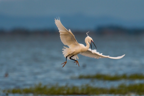 Little egret, Egretta garzetta, Czapla nadobna, heron egret white long legs bird in flight over water wildlife nature photography
