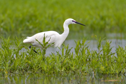 Little egret, Egretta garzetta, Czapla nadobna, heron egret white long legs bird in lake water ang grass wildlife nature photography