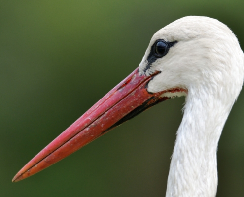 White stork, Ciconia ciconia, Bocian biały,big white bird close up beak feathers nature photography wildlife
