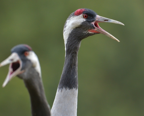 Common crane, Grus grus, Żuraw, big bird singing shout wild couple wildlife nature photography Artur Rydzewski puszcza wkrzańska rezerwat świdwie