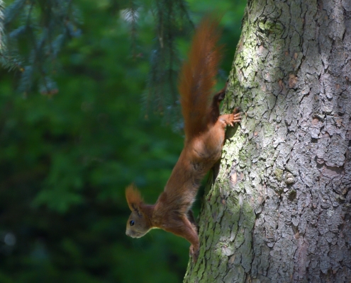 Red squirrel, Sciurus vulgaris, Wiewiórka pospolita, squirrel red animal walking on tree wildlife nature photography Artur Rydzewski