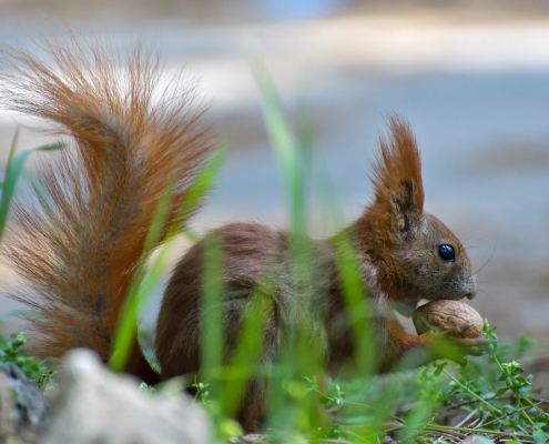 Red squirrel, Sciurus vulgaris, Wiewiórka pospolita, squirrel red animal with walnut squirrel grass wildlife nature photography Artur Rydzewski