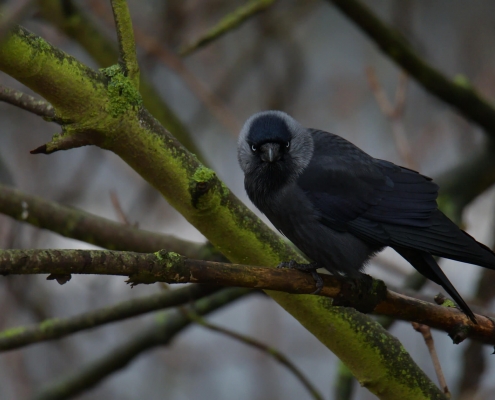 Western jackdaw, Coloeus monedula, Kawka black bird with white eyes, tree branch wildlife nature photography