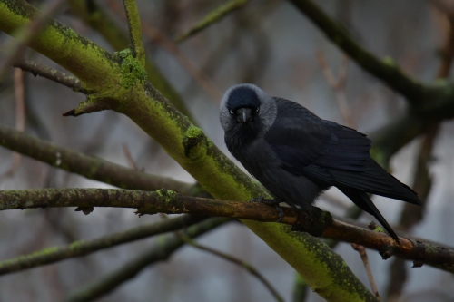 Western jackdaw, Coloeus monedula, Kawka black bird with white eyes, tree branch wildlife nature photography