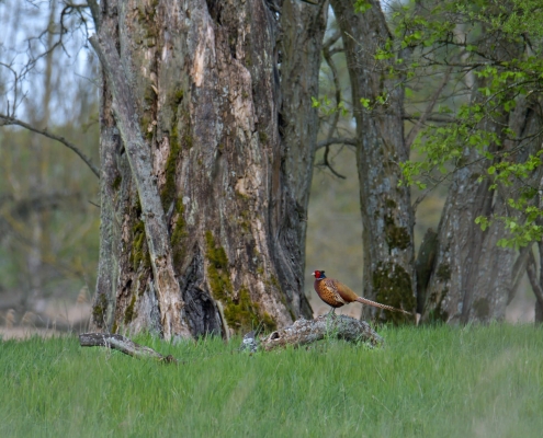 Common pheasant, Phasianus colchicus, Bażant zwyczajny, brown bird red head bird on tree wildlife nature photography Artur Rydzewski puszcza wkrzańska rezerwat świdwie